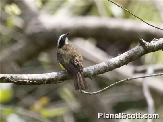 Rusty-margined Flycatcher (Myiozetetes cayanensis)