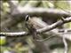 Rusty-margined Flycatcher (Myiozetetes cayanensis)