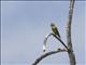 Orange-chinned Parakeet (Brotogeris jugularis)