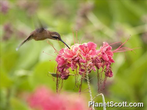 Stripe-throated Hermit (Phaethornis striigularis)