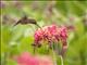 Stripe-throated Hermit (Phaethornis striigularis)