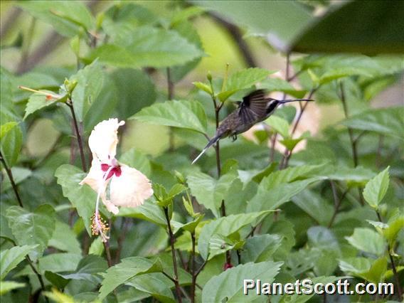 Pale-bellied Hermit (Phaethornis anthophilus)