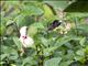 Pale-bellied Hermit (Phaethornis anthophilus)