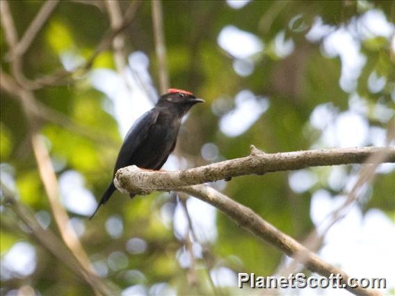 Lance-tailed Manakin (Chiroxiphia lanceolata)