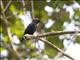 Lance-tailed Manakin (Chiroxiphia lanceolata) - Male