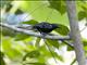 White-flanked Antwren (Myrmotherula axillaris)