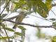 Yellow-crowned Tyrannulet (Tyrannulus elatus)