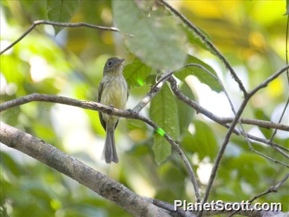 Western Olivaceous Flatbill (Rhynchocyclus aequinoctialis)