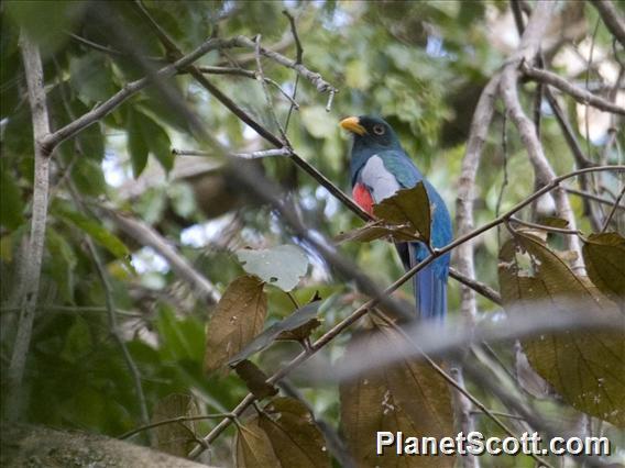 Black-tailed Trogon (Trogon melanurus)