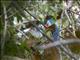 Black-tailed Trogon (Trogon melanurus) - Male