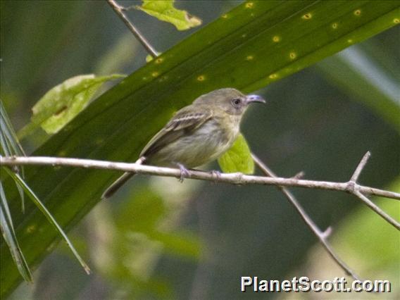 Southern Bentbill (Oncostoma olivaceum)