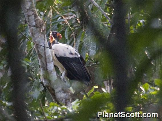 King Vulture (Sarcoramphus papa)