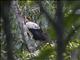 King Vulture (Sarcoramphus papa)