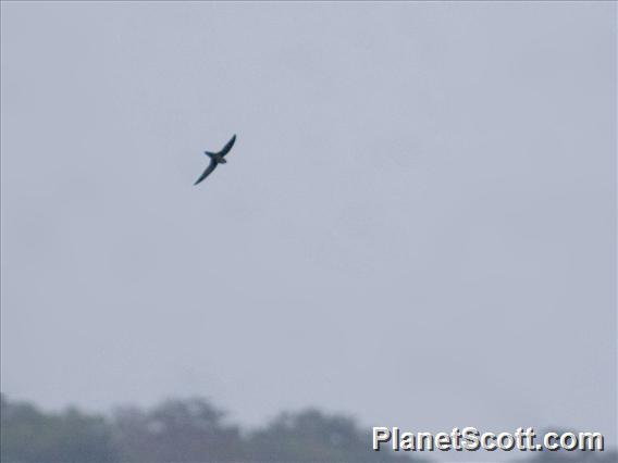 Band-rumped Swift (Chaetura spinicaudus)