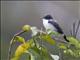 Fork-tailed Flycatcher (Tyrannus savana) - Juvenile