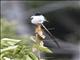 Fork-tailed Flycatcher (Tyrannus savana)