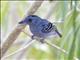 Black-crowned Antshrike (Thamnophilus punctatus)