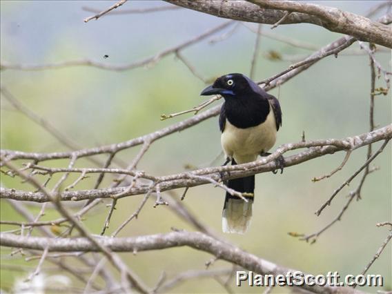 Black-chested Jay (Cyanocorax affinis)