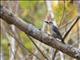 Red-crowned Woodpecker (Melanerpes rubricapillus)