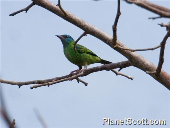 Blue Dacnis (Dacnis cayana)