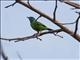 Blue Dacnis (Dacnis cayana) - Female