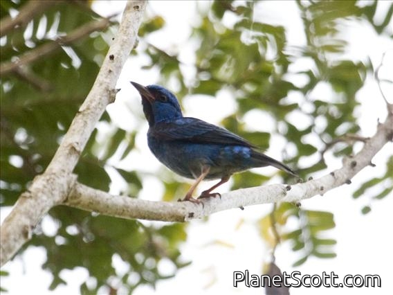 Blue Dacnis (Dacnis cayana) - Male