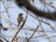 Northern Oriole (Icterus galbula)