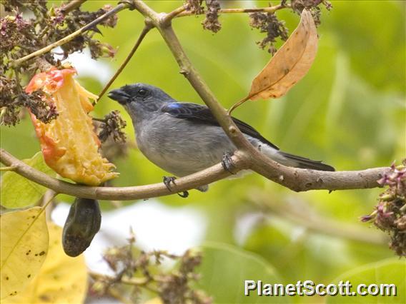 Plain-colored Tanager (Tangara inornata)