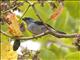 Plain-colored Tanager (Tangara inornata)