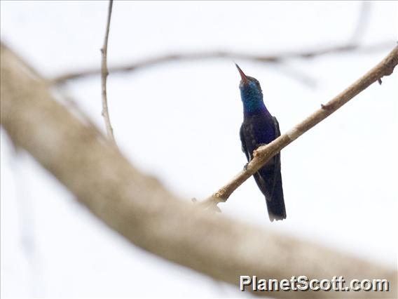 Sapphire-throated Hummingbird (Chrysuronia coeruleogularis)