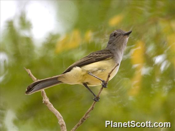 Panama Flycatcher (Myiarchus panamensis)