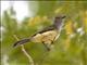 Panama Flycatcher (Myiarchus panamensis)