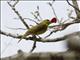 Scarlet Tanager (Piranga olivacea) - Female