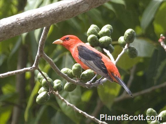 Scarlet Tanager (Piranga olivacea)