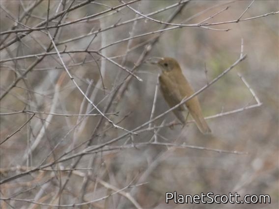 Veery (Catharus fuscescens)