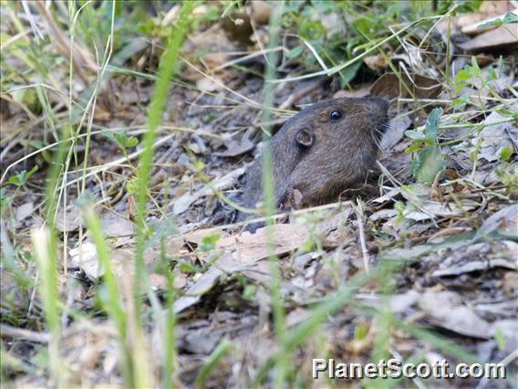 Botta's Pocket Golpher (Thomomys bottae)