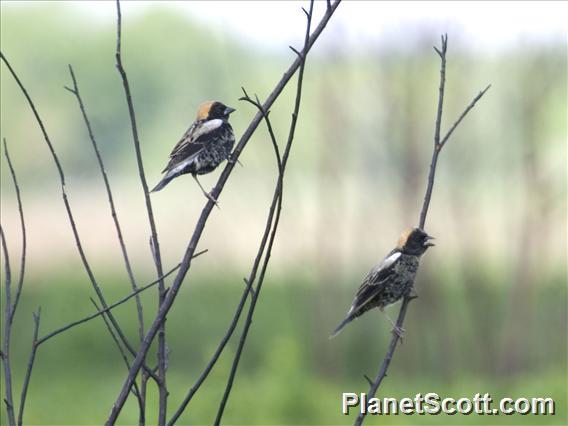 Bobolink (Dolichonyx oryzivorus)