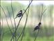 Bobolink (Dolichonyx oryzivorus)