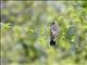 Northern Flicker (Colaptes auratus)