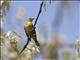 Palm Warbler (Dendroica palmarum) - Breeding Plumage