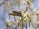 Palm Warbler (Dendroica palmarum)