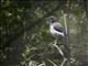 California Scrub Jay (Aphelocoma californica) - Juvenile