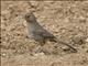 California Towhee (Pipilo crissalis)