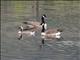 Canada Goose (Branta canadensis)