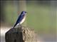 Western Bluebird (Sialia mexicana)