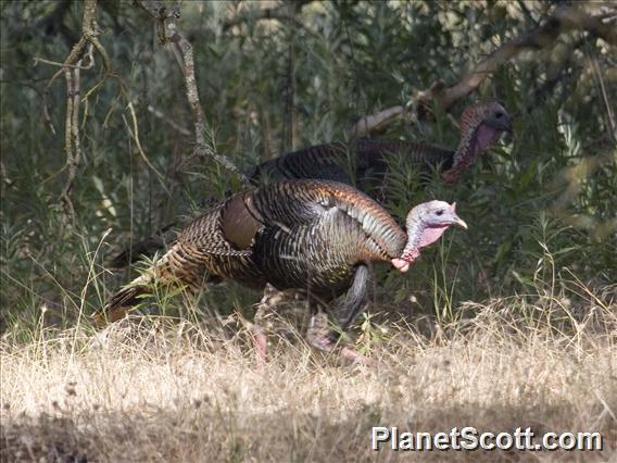 Wild Turkey (Meleagris gallopavo)