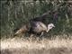 Wild Turkey (Meleagris gallopavo)