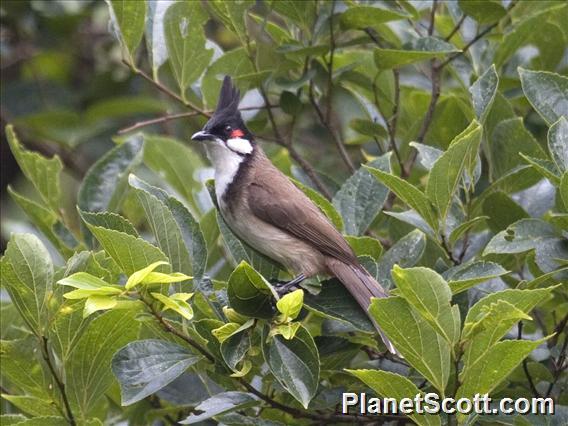 Red-whiskered Bulbul (Pycnonotus jocosus)