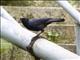 Blue Whistling-Thrush (Myiophonus caeruleus)