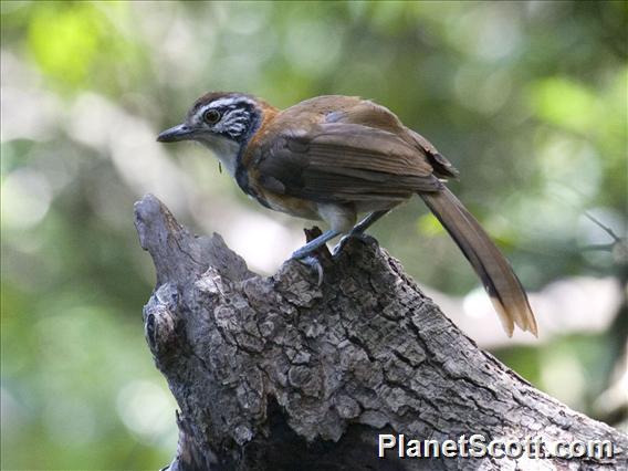 Greater Necklaced Laughingthrush (Pterorhinus pectoralis)